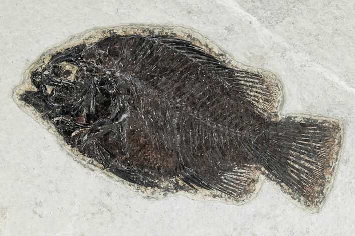 Detailed Fossil Fish (Cockerellites) - Wyoming #342444